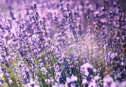 Lavender Magic Plant
