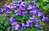 Plante Magique Violette